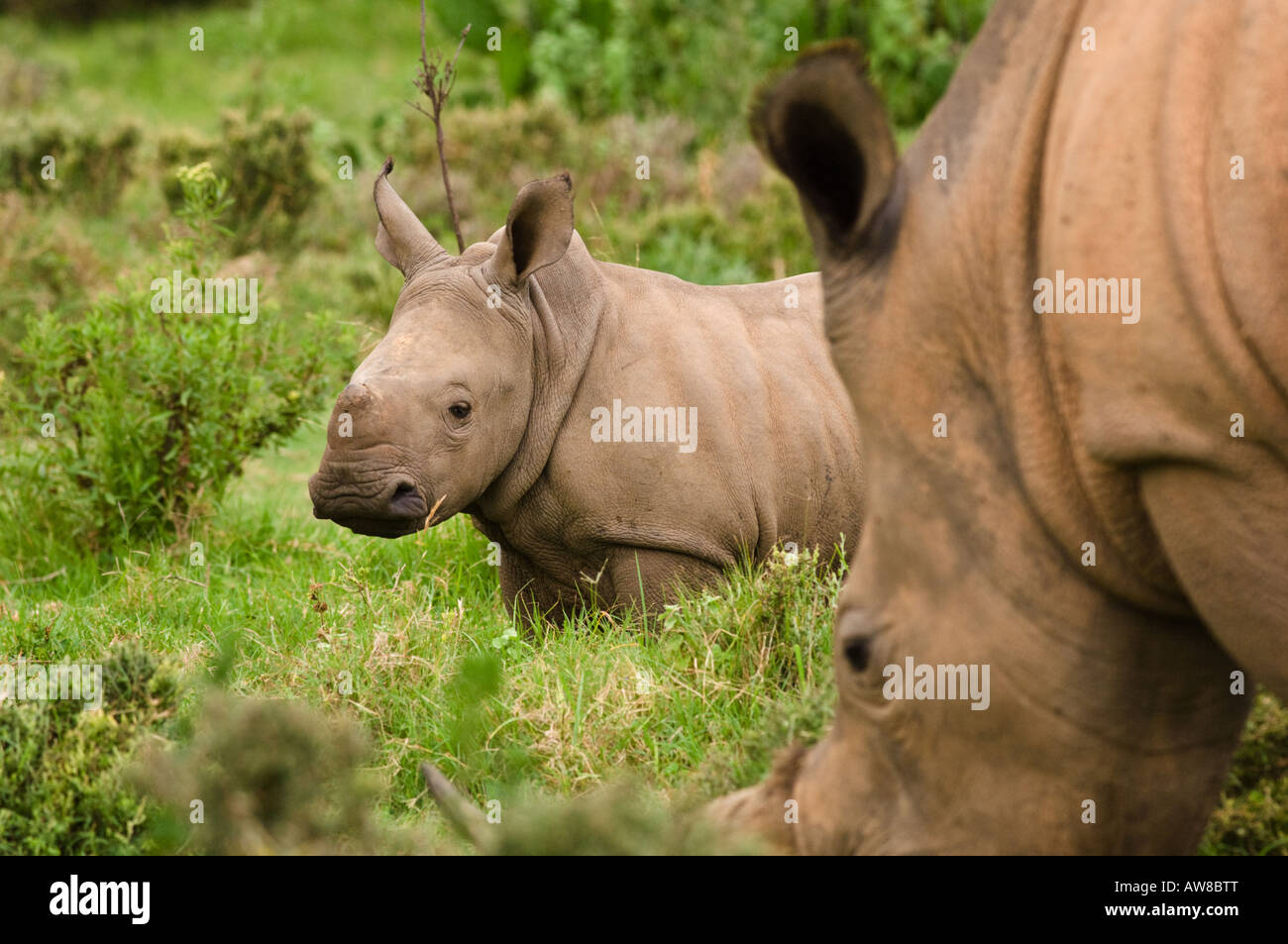 White Rhino Calf under the watchfull eye of her mother. Stock Photo