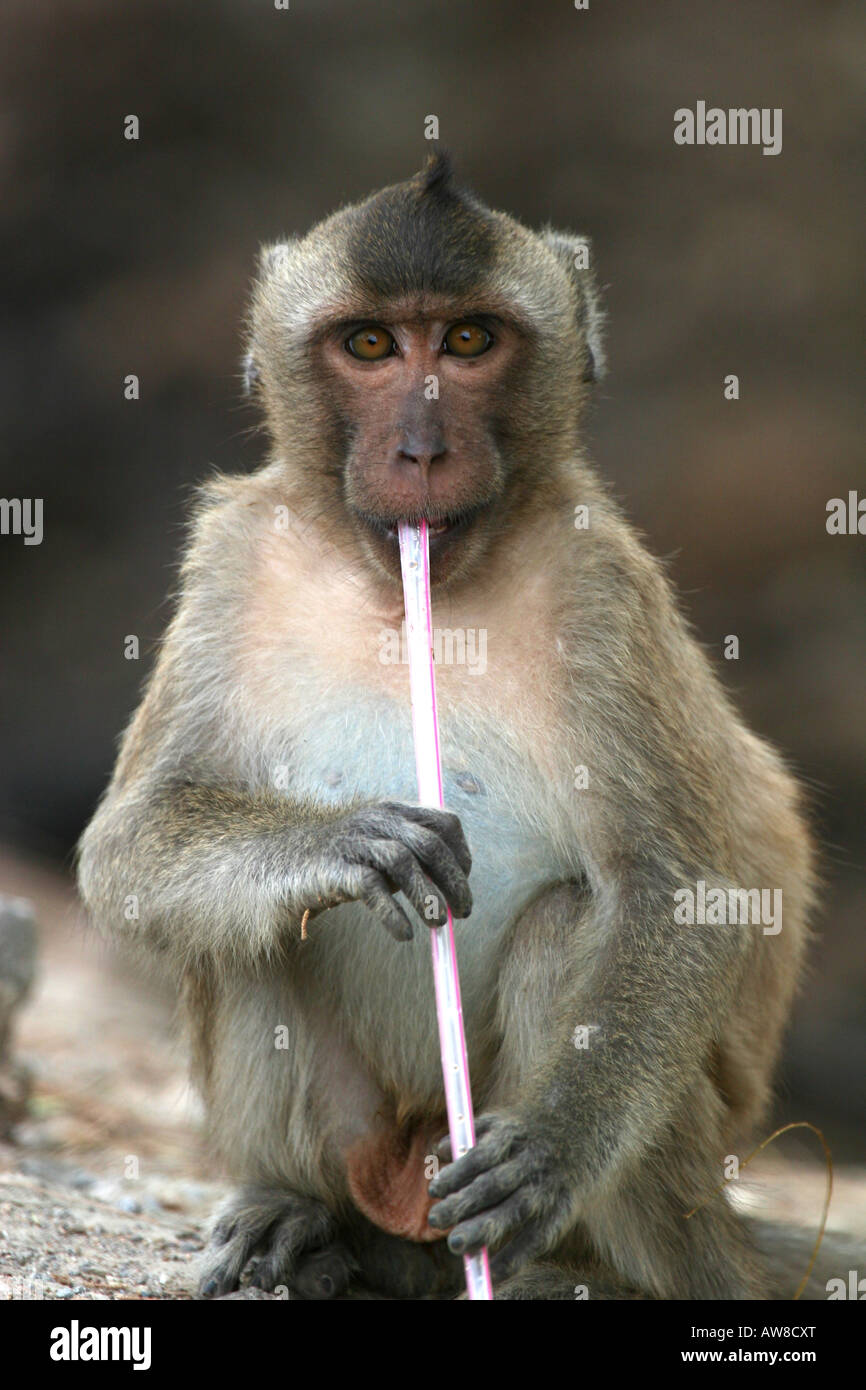 monkey-playing-with-a-drinking-straw-AW8CXT.jpg