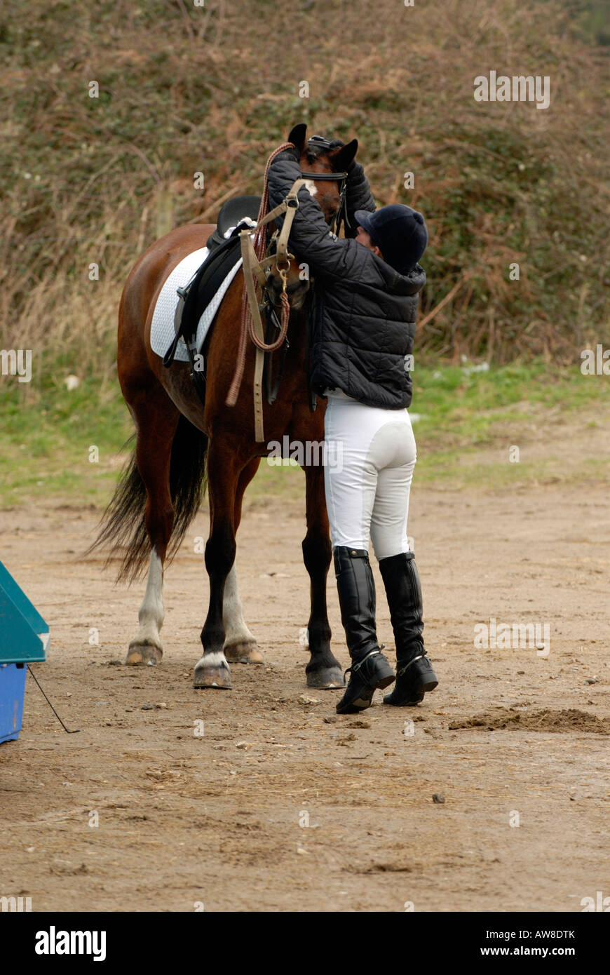 Putting head collar horse High Resolution Stock Photography and Images