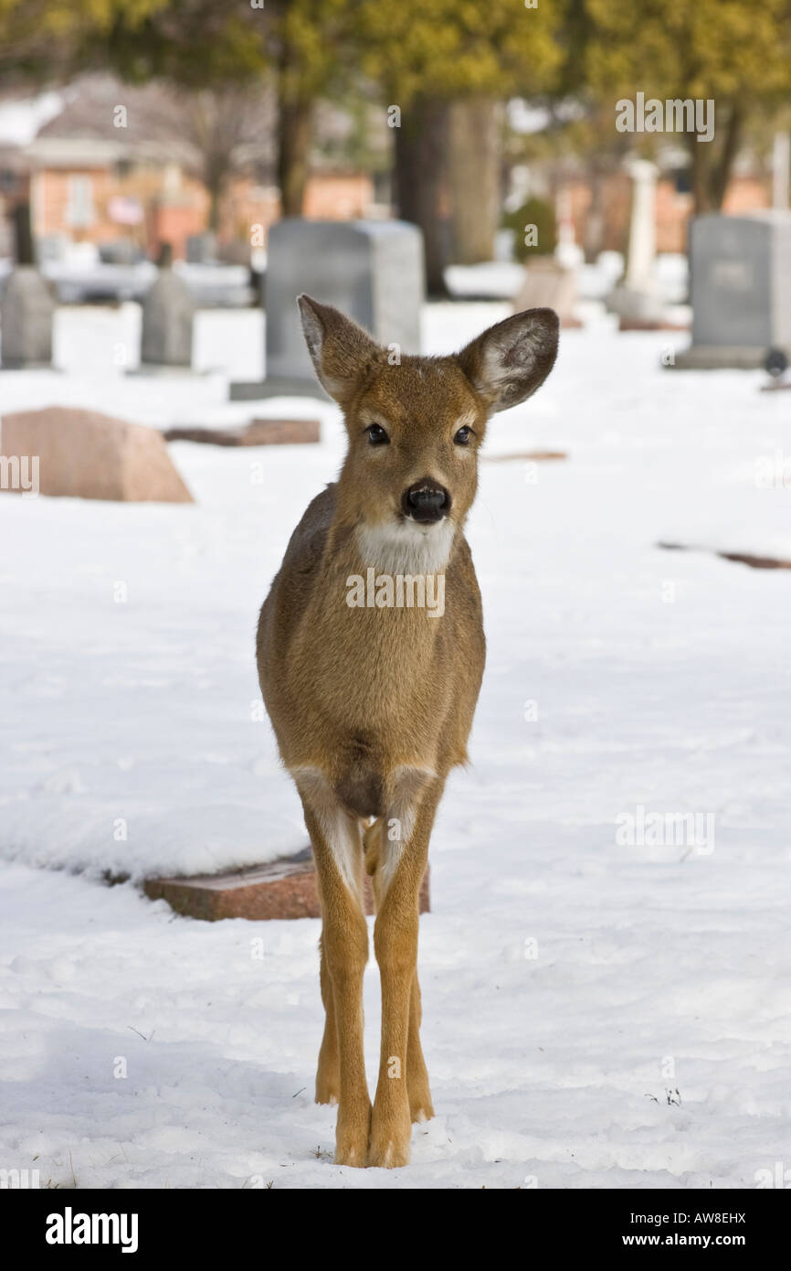 Curious young deer whitetail fawn doe cemetery animals winter deer Stock Photo