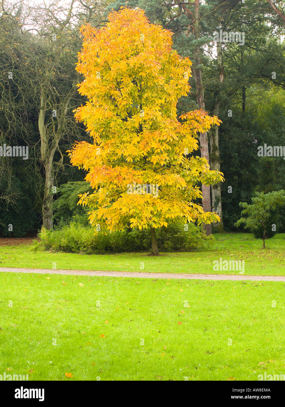 Carya Ovata or Shagbark Hickory in full autumn colour Silk Wood Westonbirt Tetbury Gloucestershire UK Stock Photo