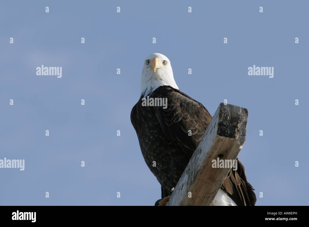 Bald Eagle Haliaeetus leucocephalus Close up Underneath Looking At Camera Stock Photo