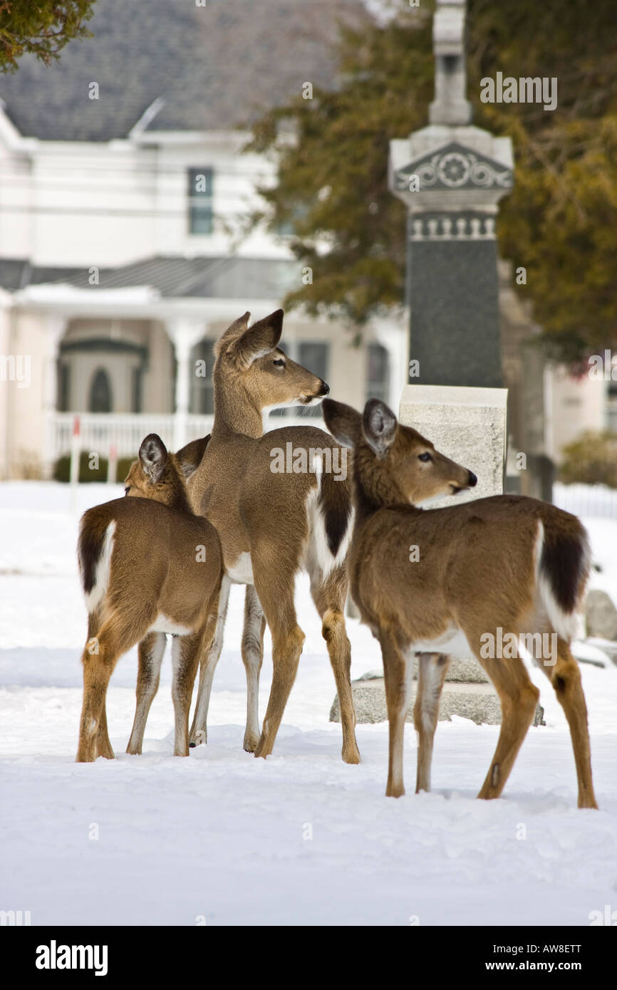 cemetery American USA roe deer doe fawn whitetail fawn doe cemetery animals winter Stock Photo