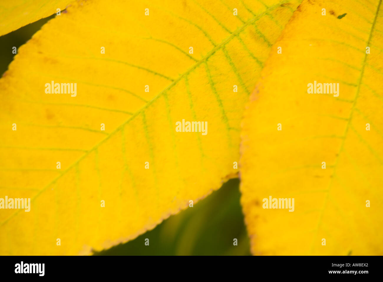 Carya Ovata or Shagbark Hickory in full autumn colour Silk Wood