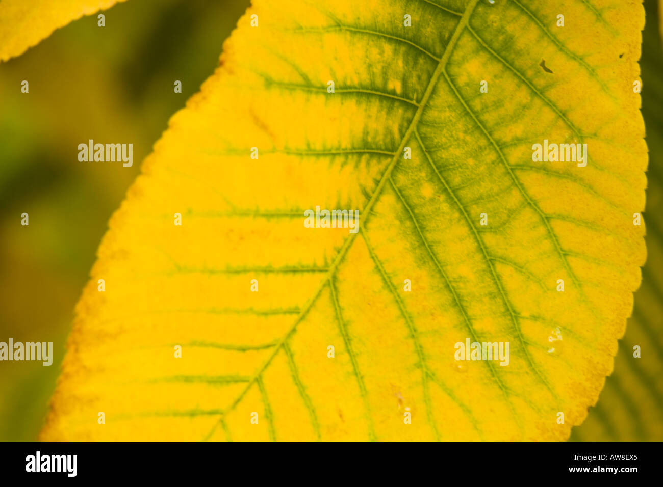 Shagbark hickory in fall colour hires stock photography and images Alamy