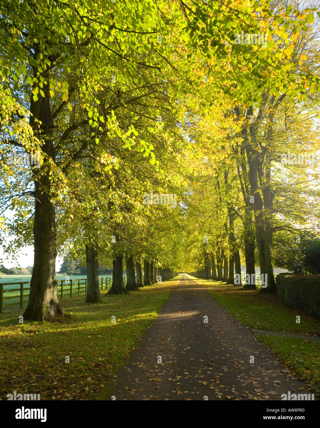 Looking up a long Country Manor Drive lined with Beach Trees in autumn colour Near Kingsclere Hampshire UK Stock Photo