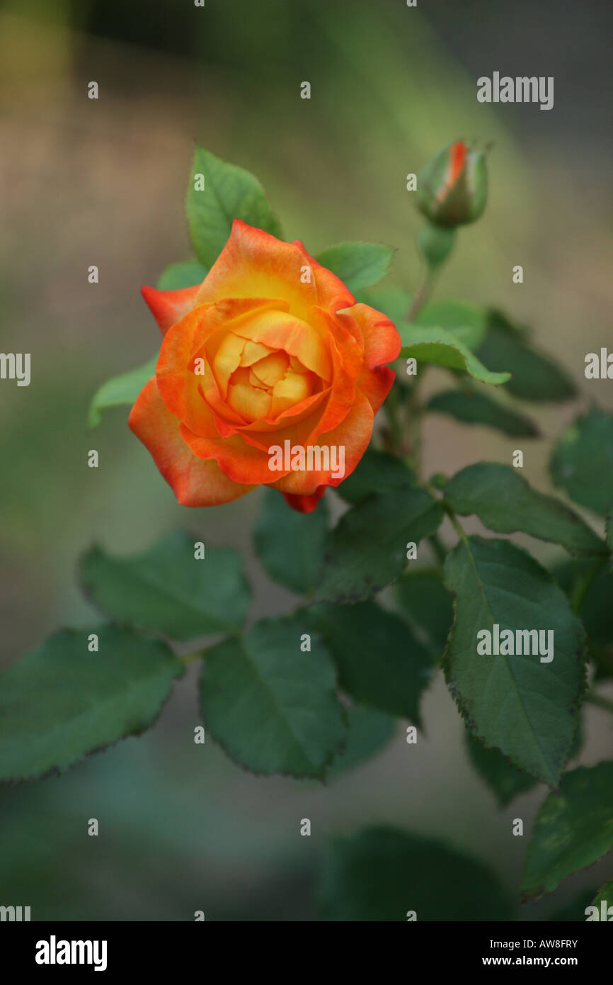 SIngle orange rose flower with a bud in the garden blur blurred ...