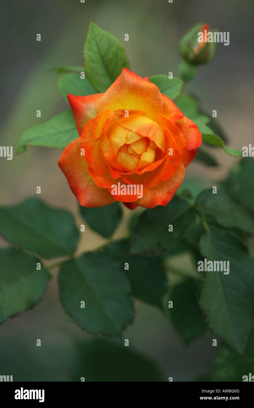 SIngle orange rose flower with a bud in the garden blur blurred ...