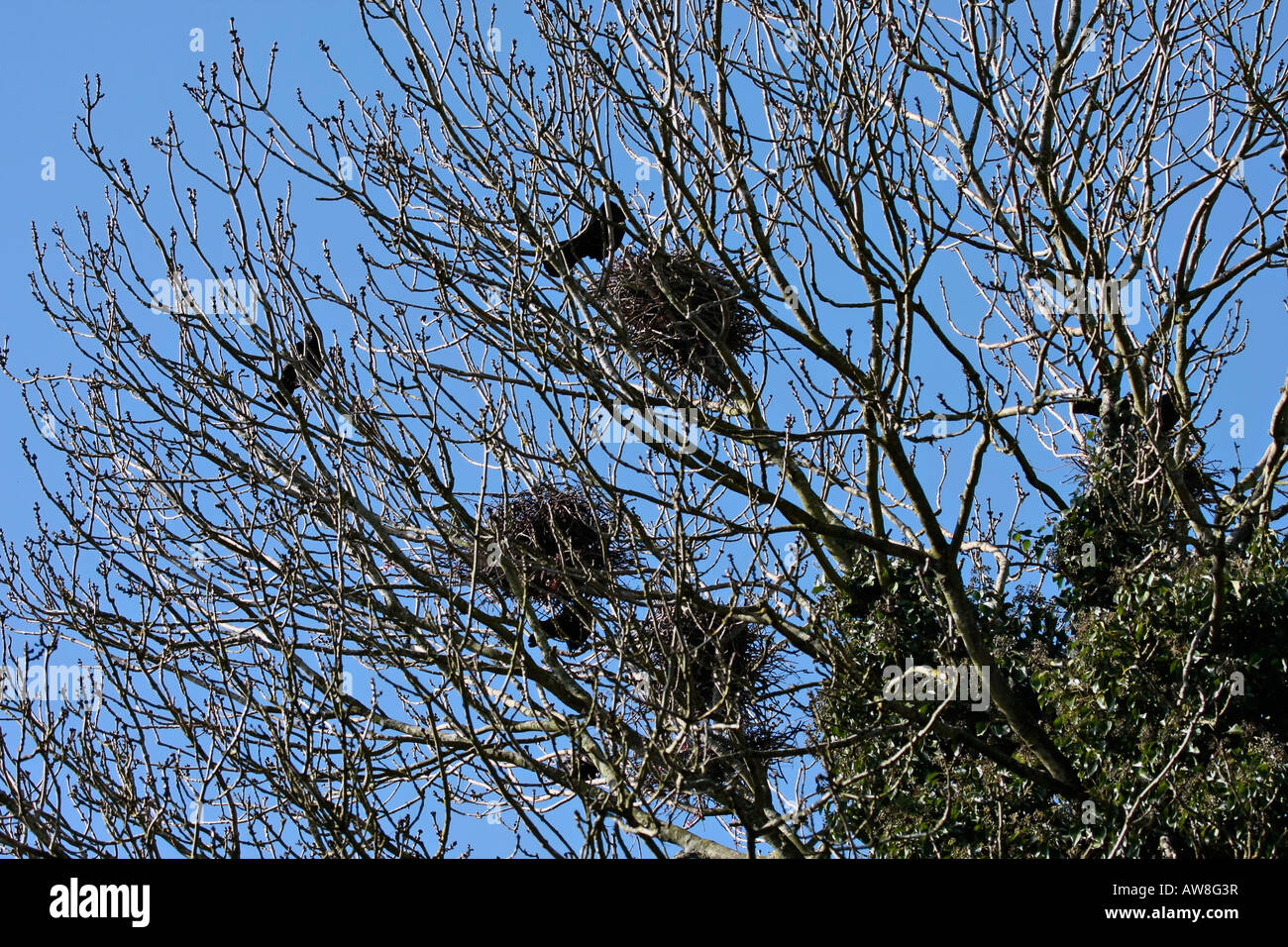 Crows nests hires stock photography and images Alamy