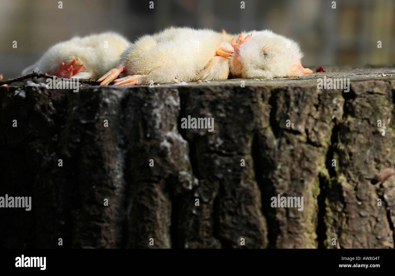 Dead day old chicks used as bait for birds of prey Stock Photo