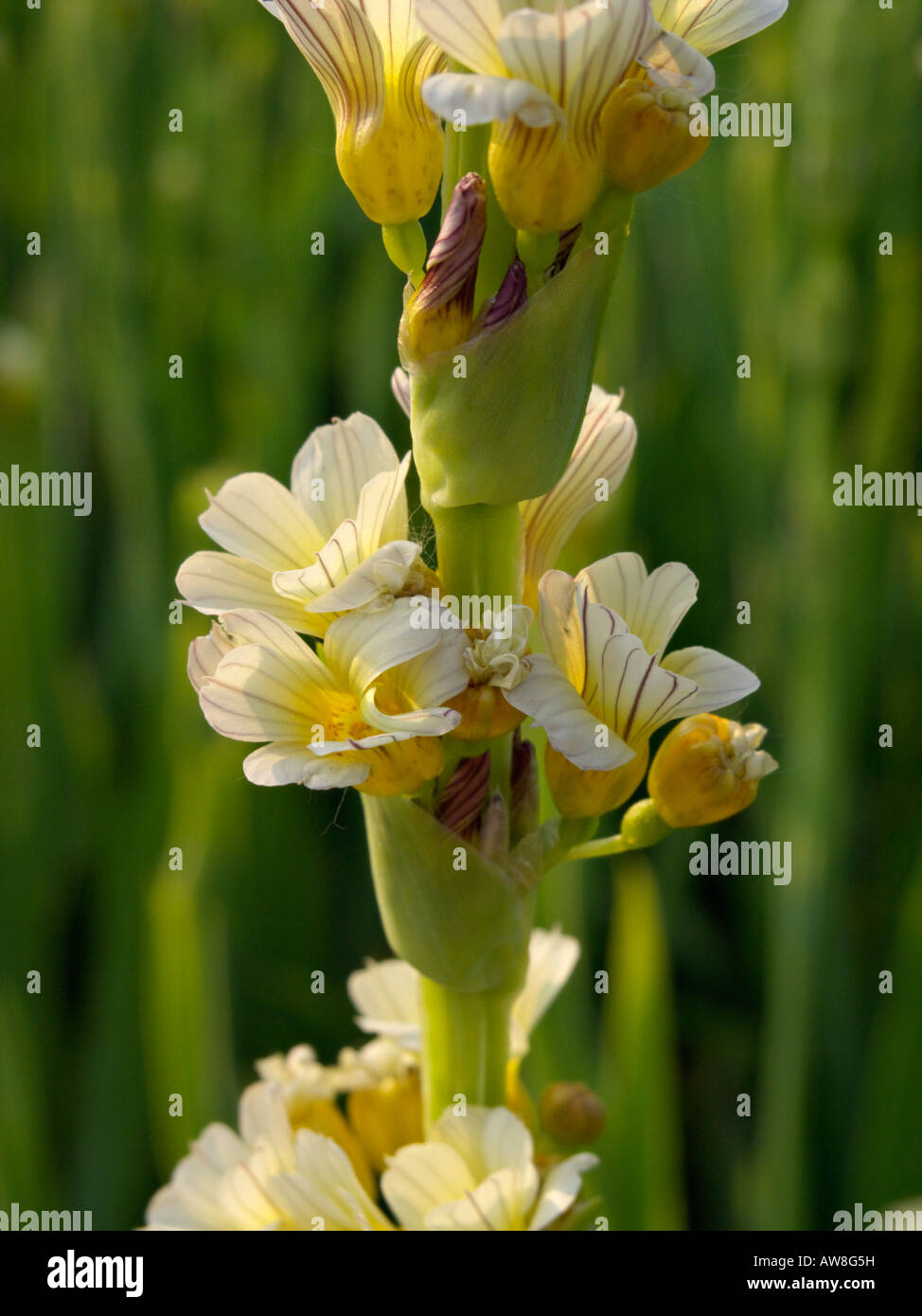 Satin flower (Sisyrinchium striatum) Stock Photo