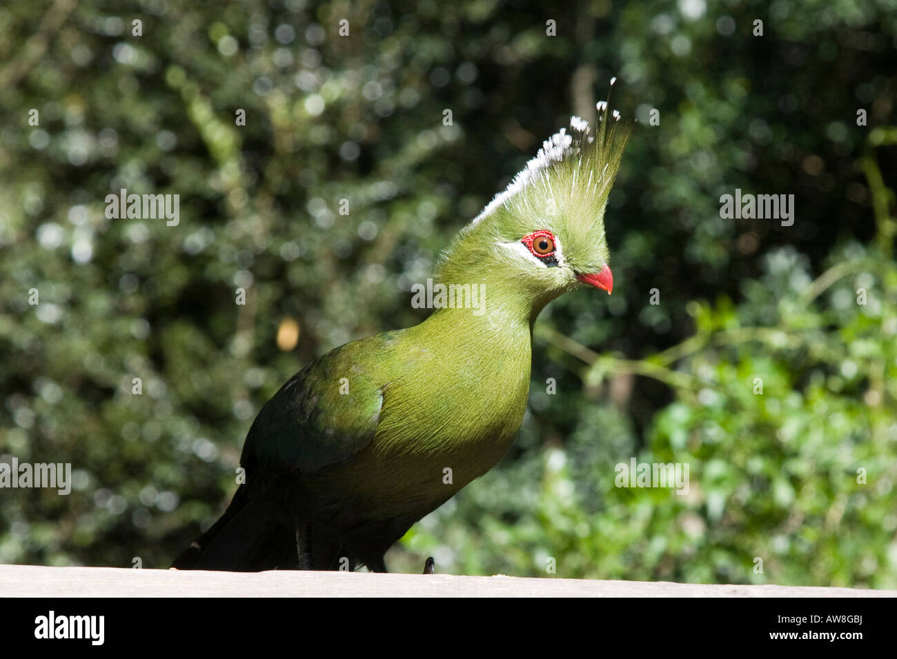 A Knysna Lourie Stock Photo