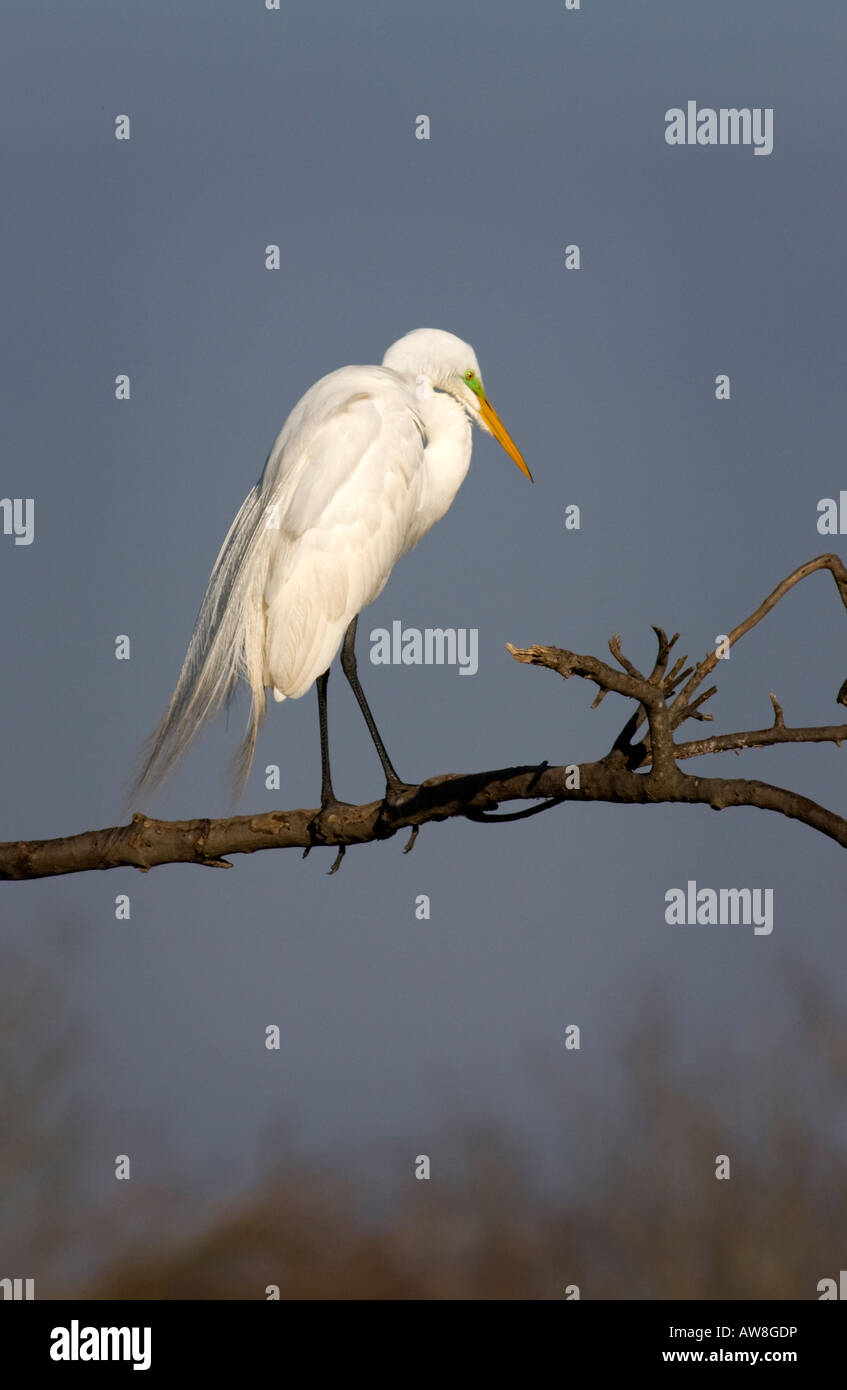 Great Egret, ardea alba, perching on a branch Stock Photo