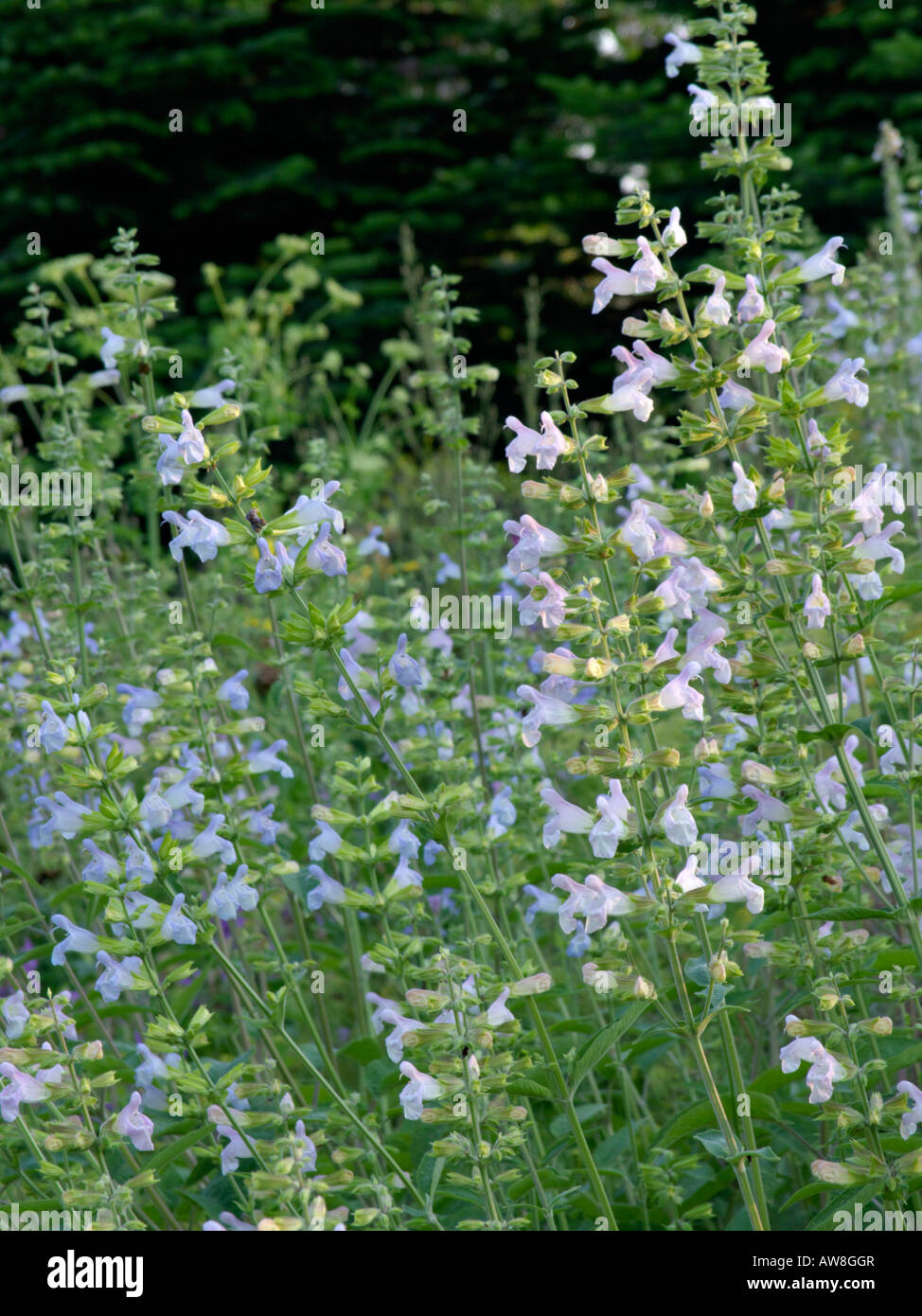 Balsamic sage (Salvia tomentosa) Stock Photo