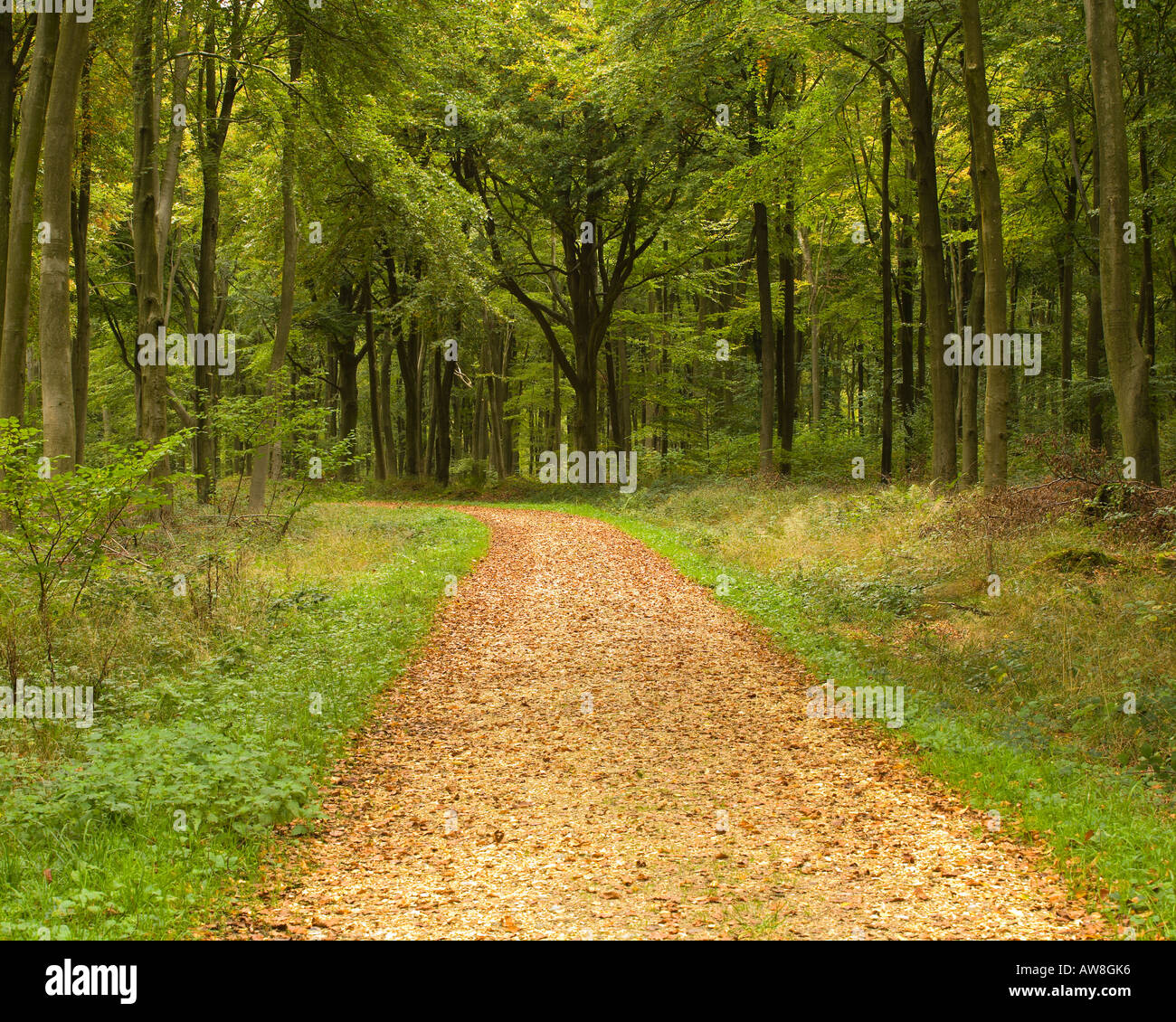 Path leading through Micheldever Woods near Winchester Hampshire UK Stock Photo