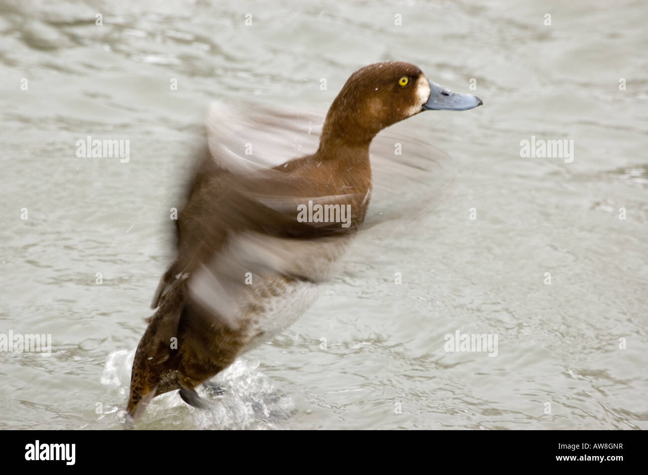 Duck flapping wings Stock Photo - Alamy