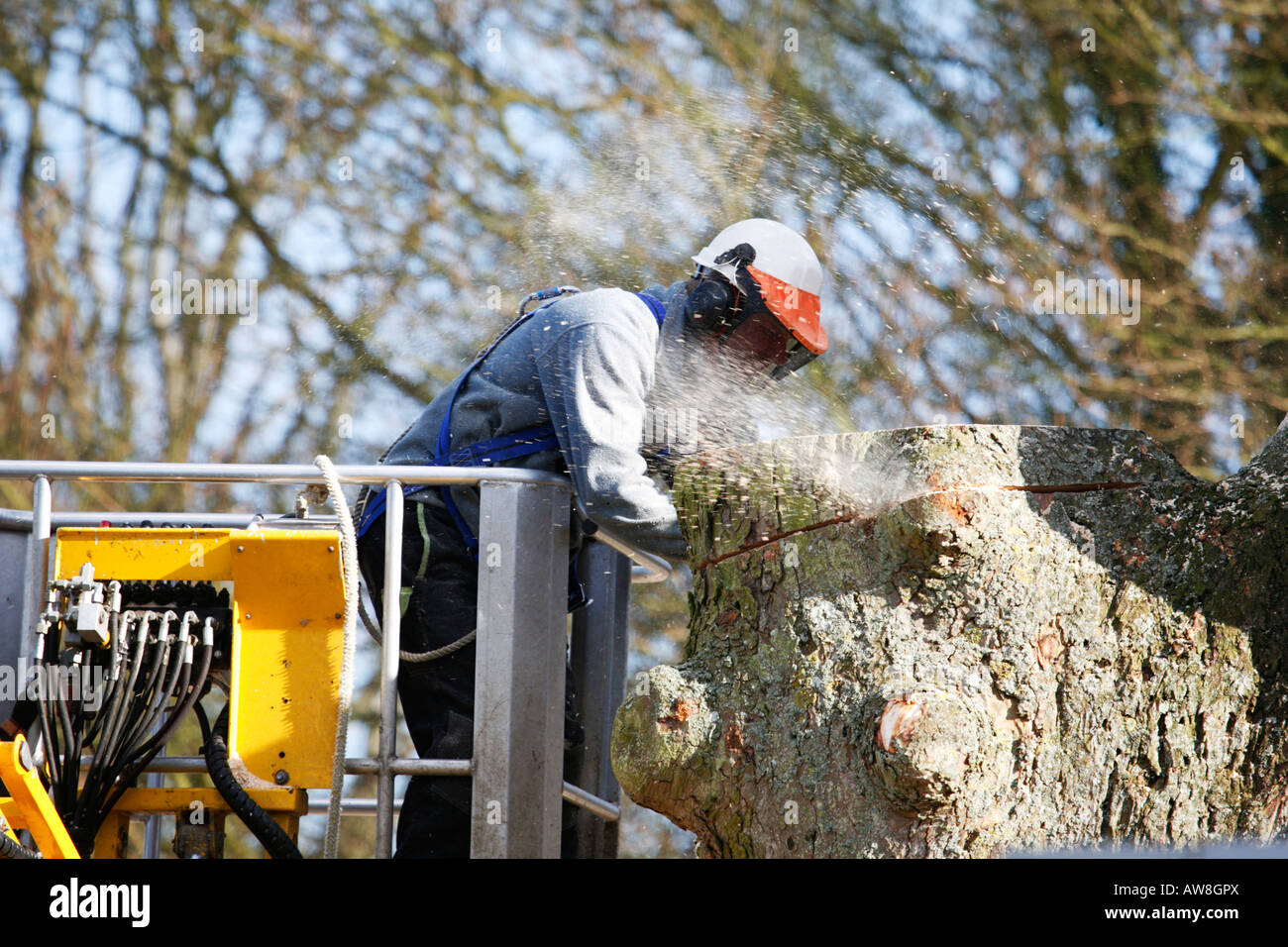 Tree Surgeon cutting down tree with chain saw standing in cherry picker Stock Photo