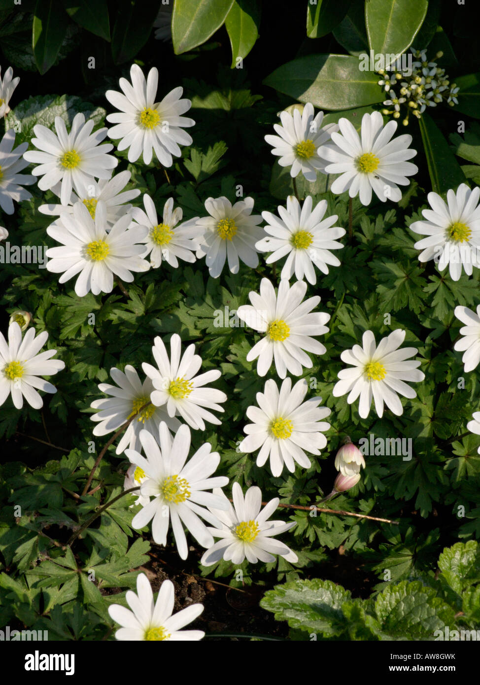 Grecian Windflower Anemone Blanda White Splendour Stock Photo Alamy
