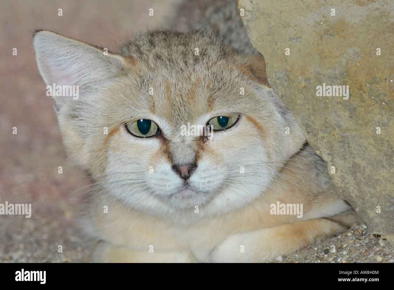 Portrait of an Arabian Sand Cat (Felis margarita) peeping out from behind rock Stock Photo