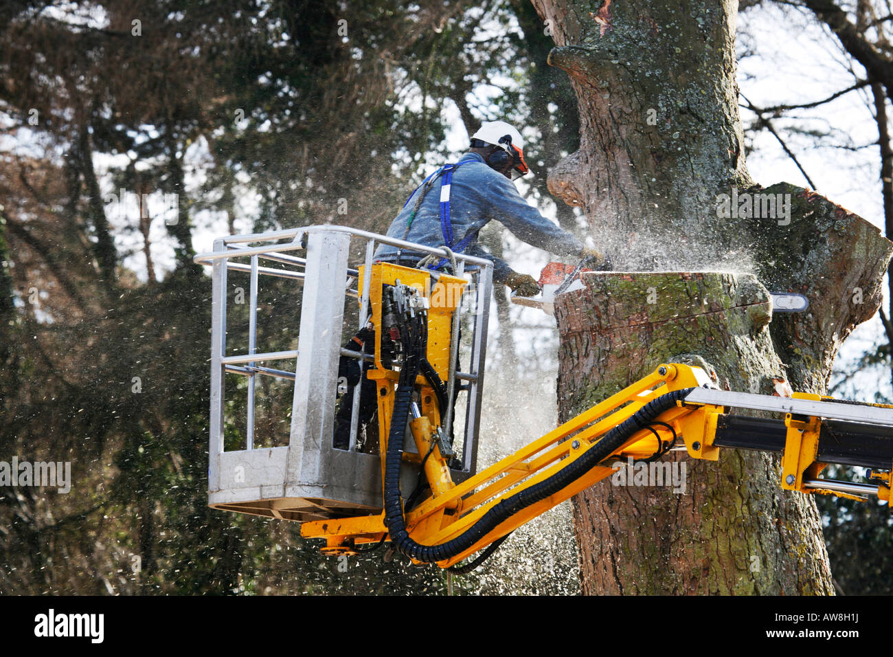 Tree Surgeon cutting down tree with chain saw standing in cherry picker Stock Photo