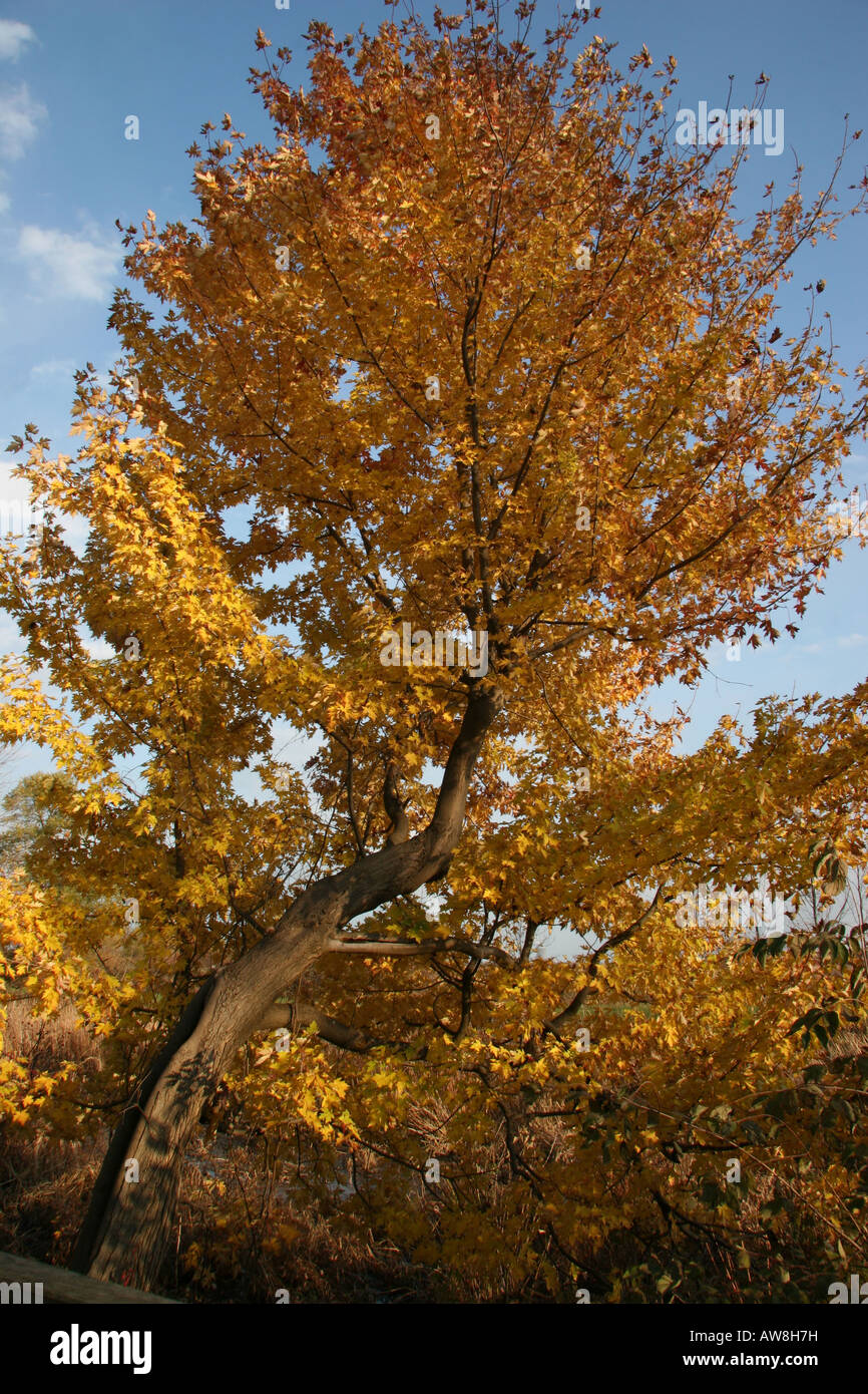 American park Ohio USA tree yellow leaves park nature color autumn park in Toledo Ohio USA Stock ...