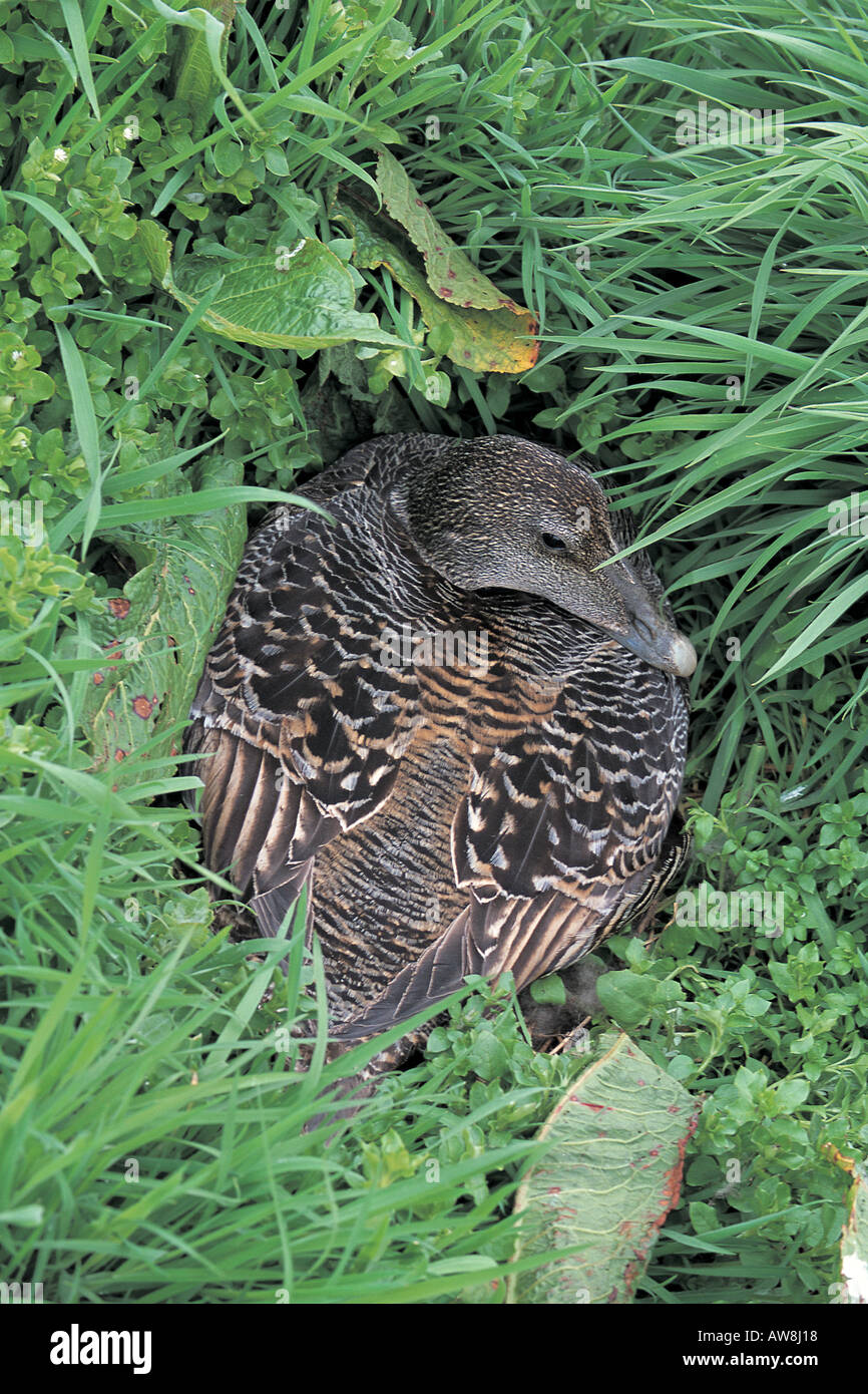 Common eider Somateria mollissima adult female or duck on nest. Northumberland England Stock Photo