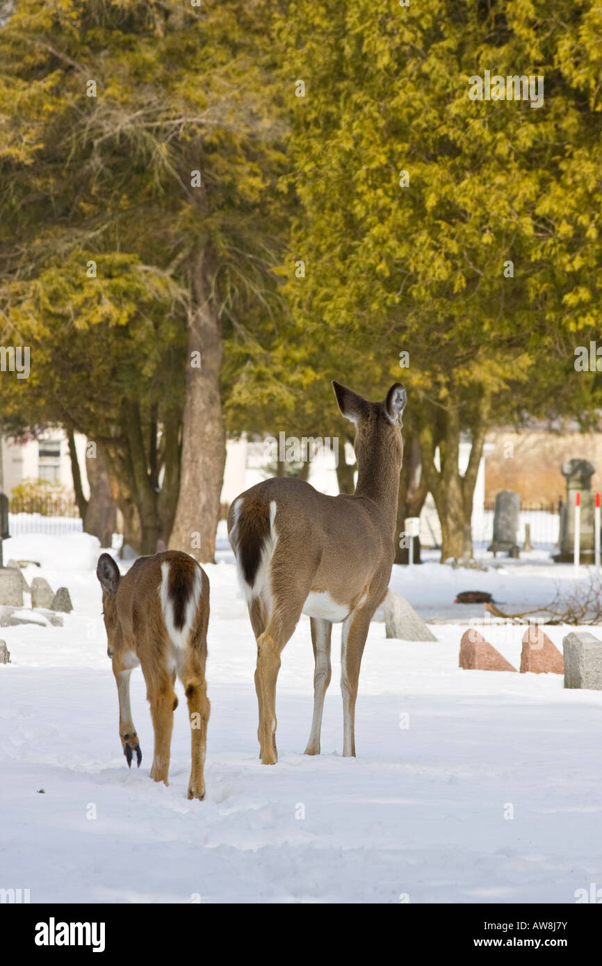 Fawn and doe walking through the cemetery whitetail fawn doe cemetery animals winter deer Stock Photo