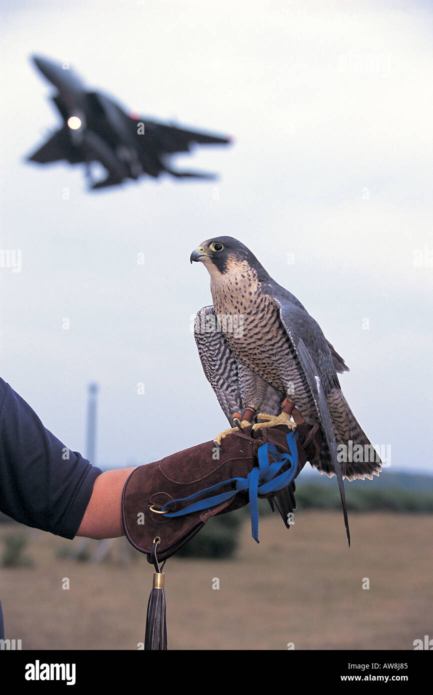 Falconers peregrine Falco peregrinus in bird strike prevention rôle at RAF Lakenheath Suffolk England Stock Photo