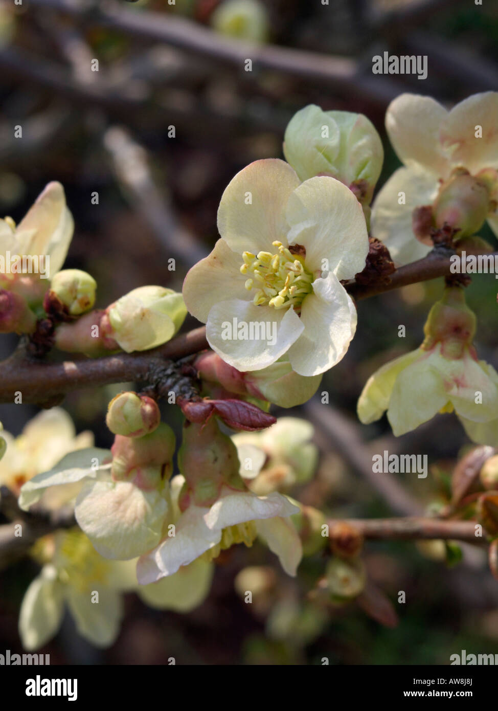 Flowering quince (Chaenomeles x superba 'Alba') Stock Photo
