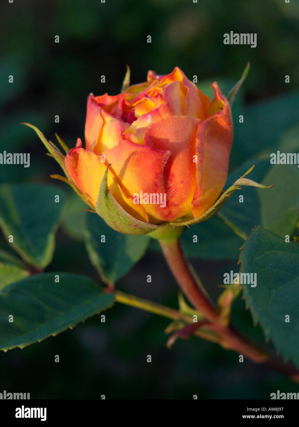 Shrub rose (Rosa Yellow Charles Austin) Stock Photo
