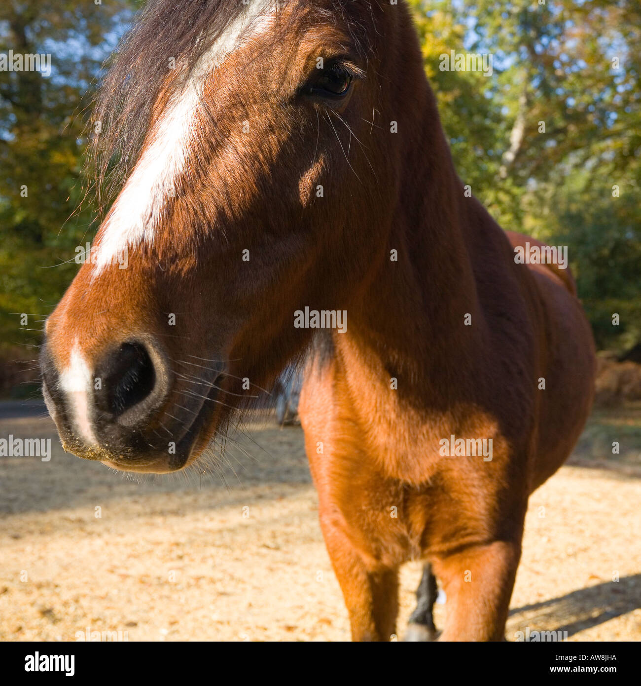 Close up of New Forest Pony Hampshire UK Stock Photo