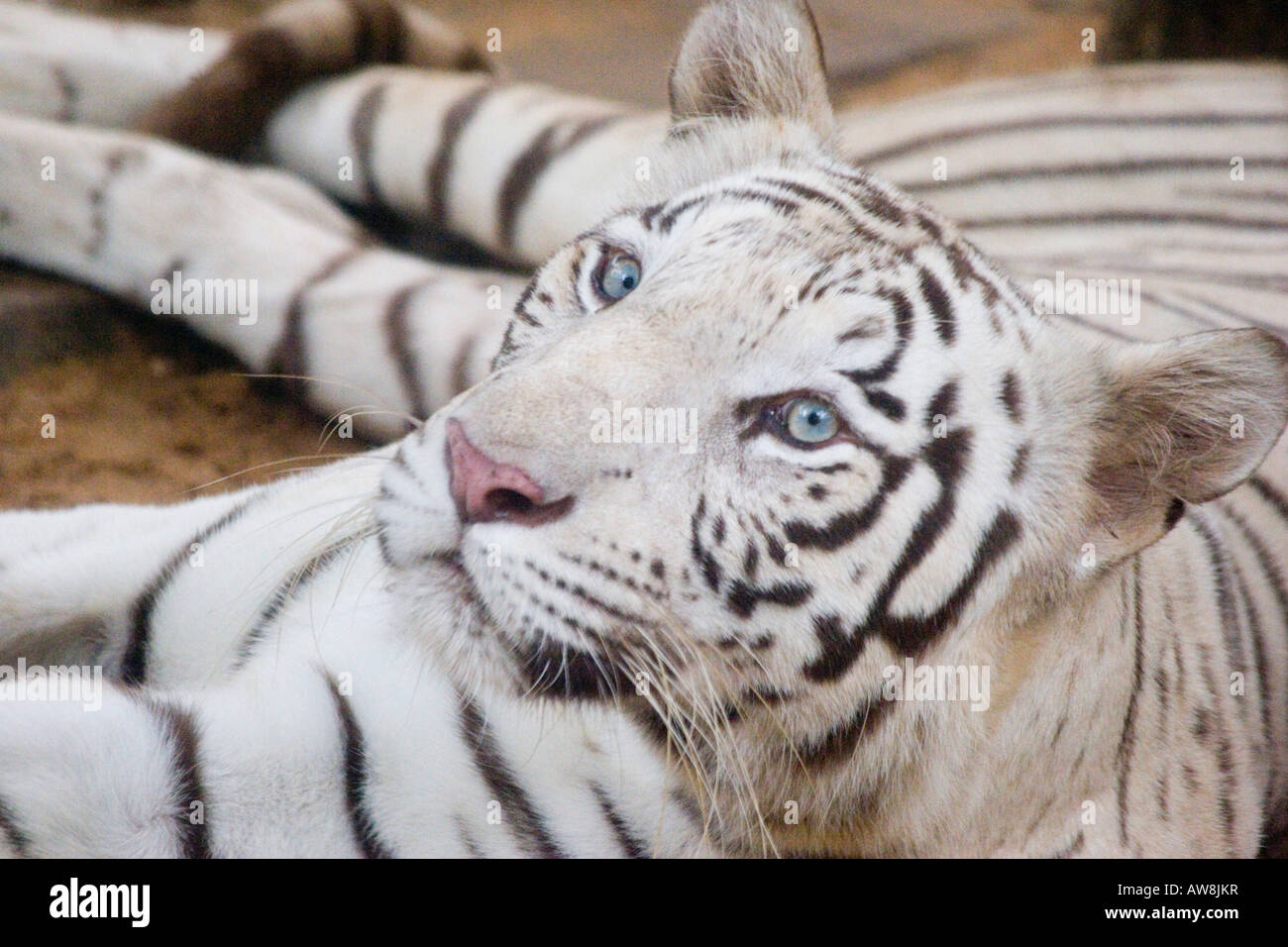 Beautiful white tiger with blue eyes Stock Photo Alamy