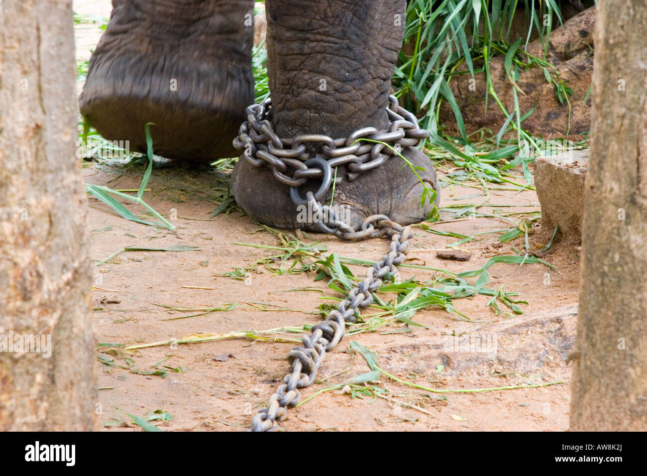 Elephants legs chained chains hires stock photography and images Alamy