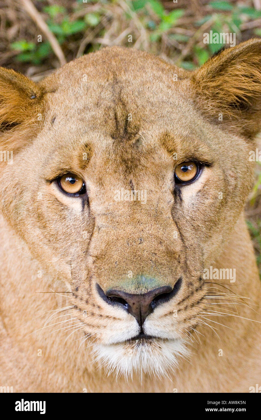 A lion in an Indian safari park reserve Stock Photo