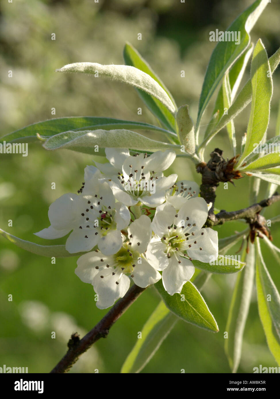 Willowleaved pear (Pyrus salicifolia 'Pendula' Stock Photo Alamy