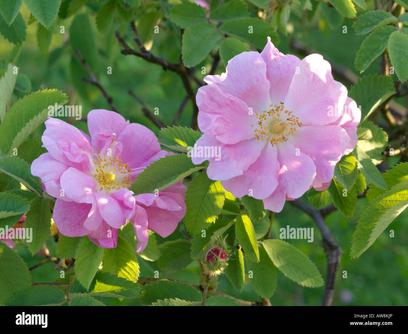 Apple rose (Rosa villosa 'Duplex' Stock Photo - Alamy