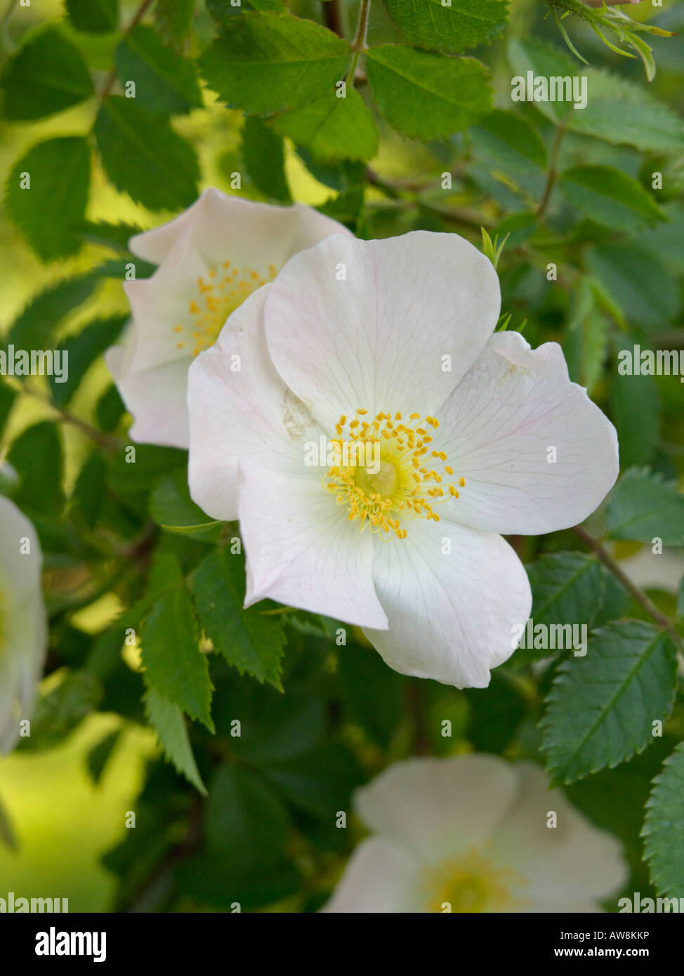 Dog rose (Rosa canina Stock Photo - Alamy
