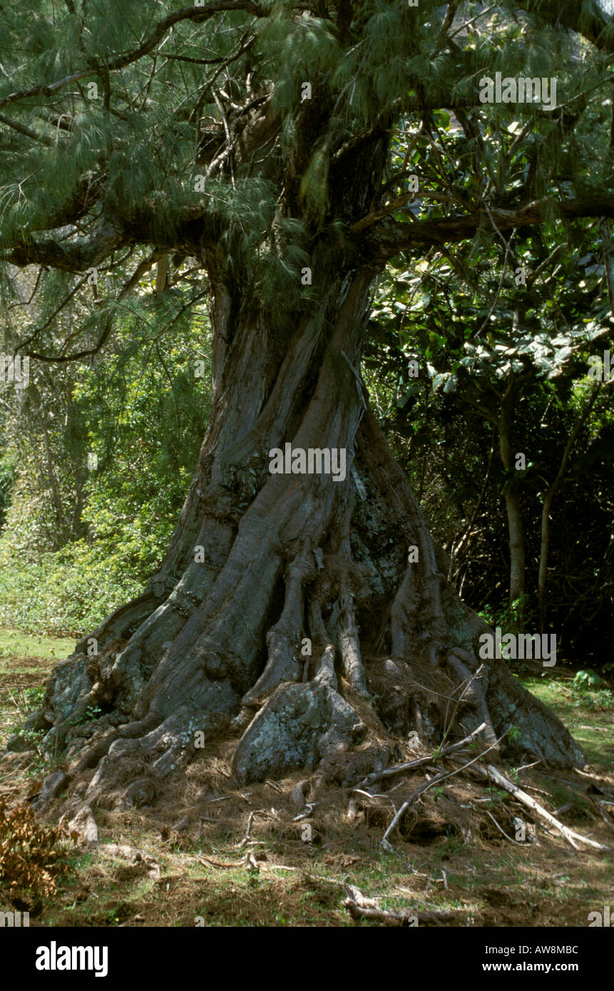 Cassarina Ironwood tree planted by Father Damien Kalaupapa Molokai HI