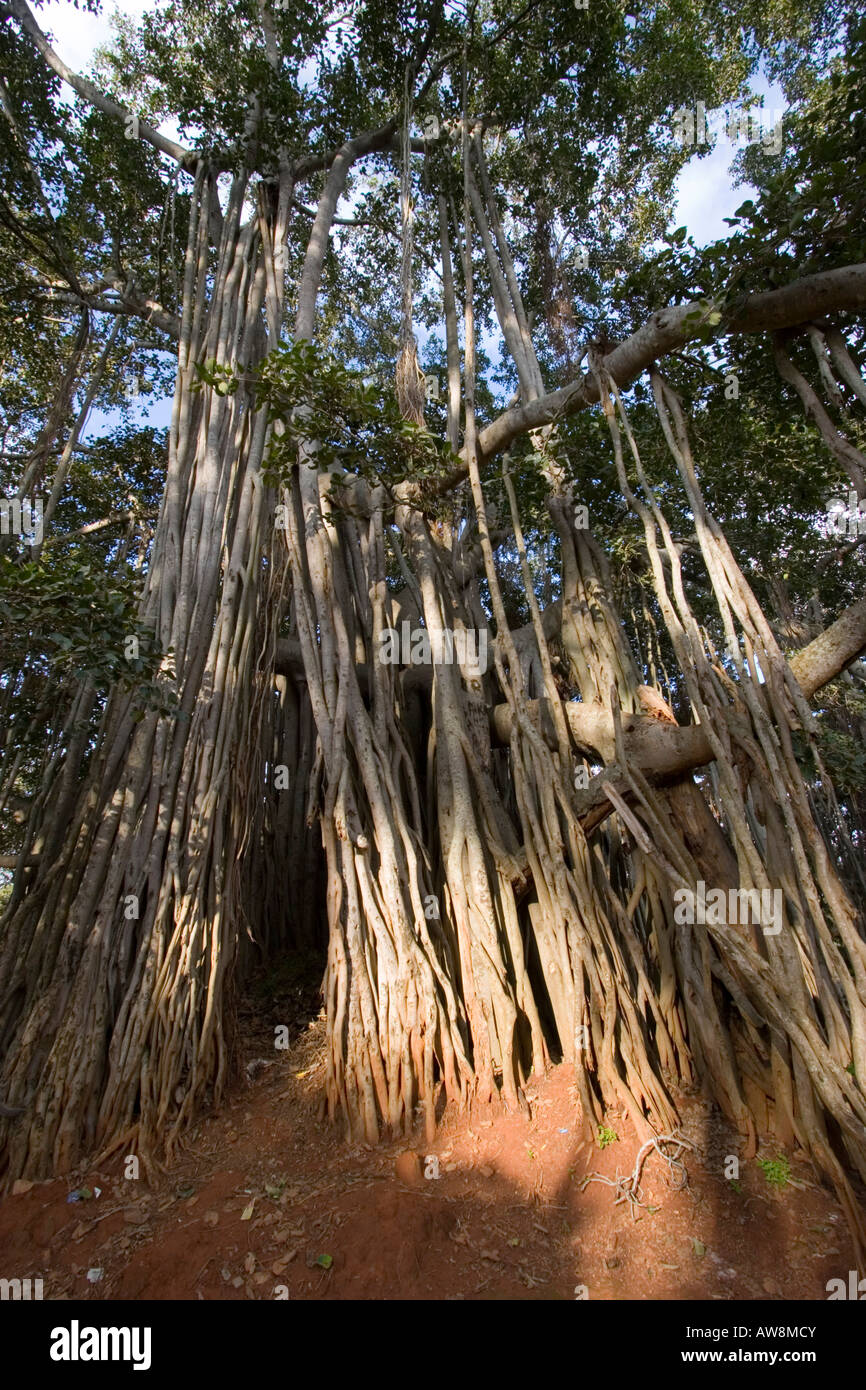 The Big Banyan Tree a popular tourist spot at Ramohalli near Banaglore