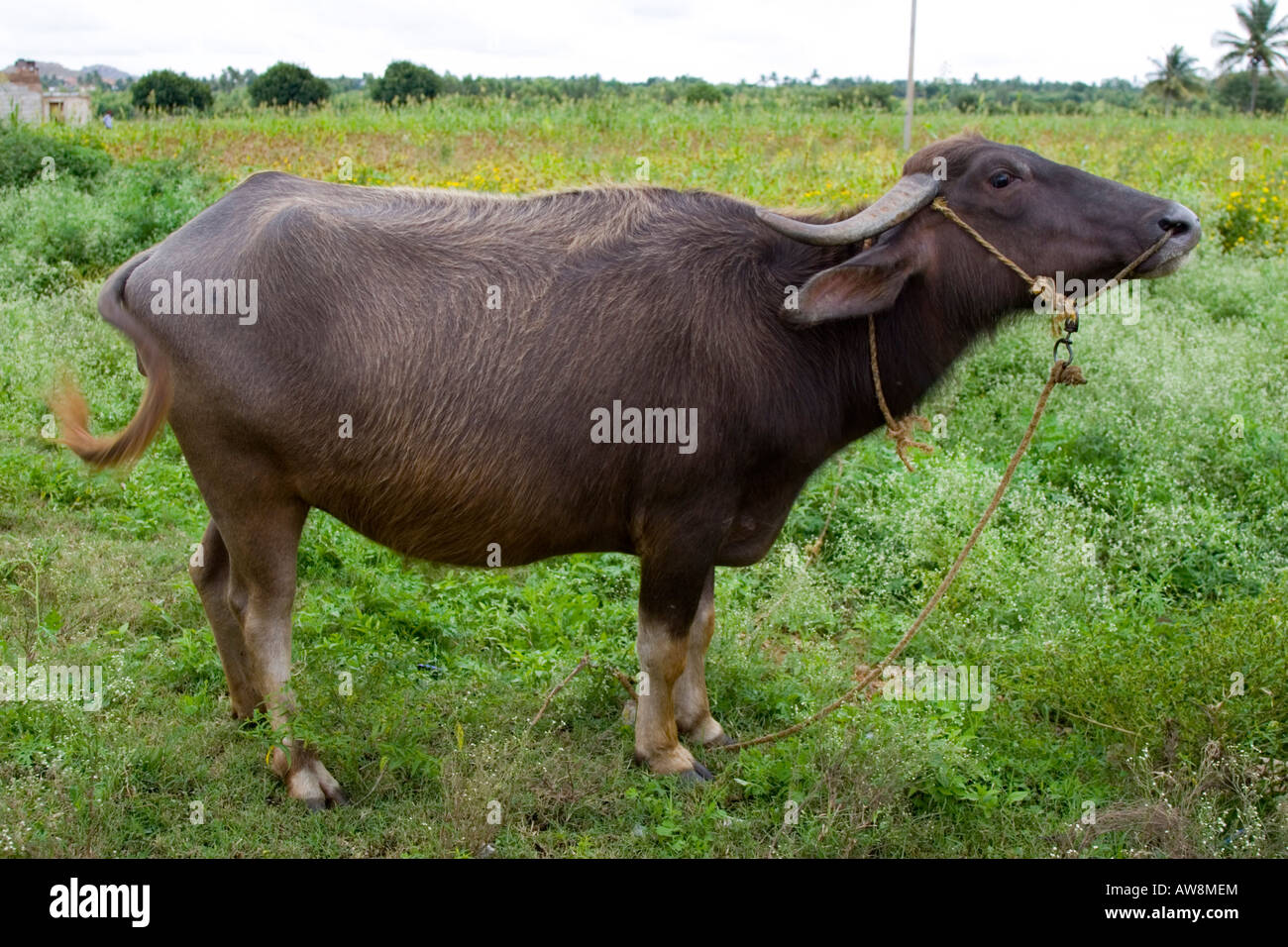 Indian water buffalo hires stock photography and images Alamy