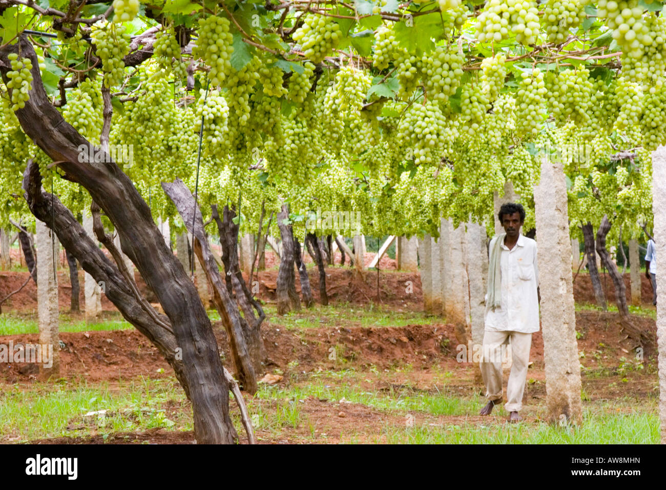 Indian grapes in nandi hills of karnataka hires stock photography and