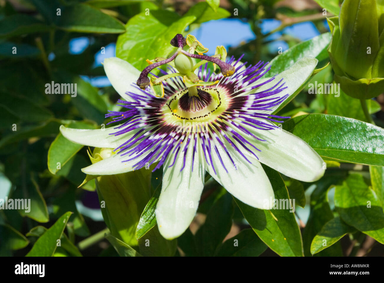 Passiflora caerulea trellis hires stock photography and images Alamy