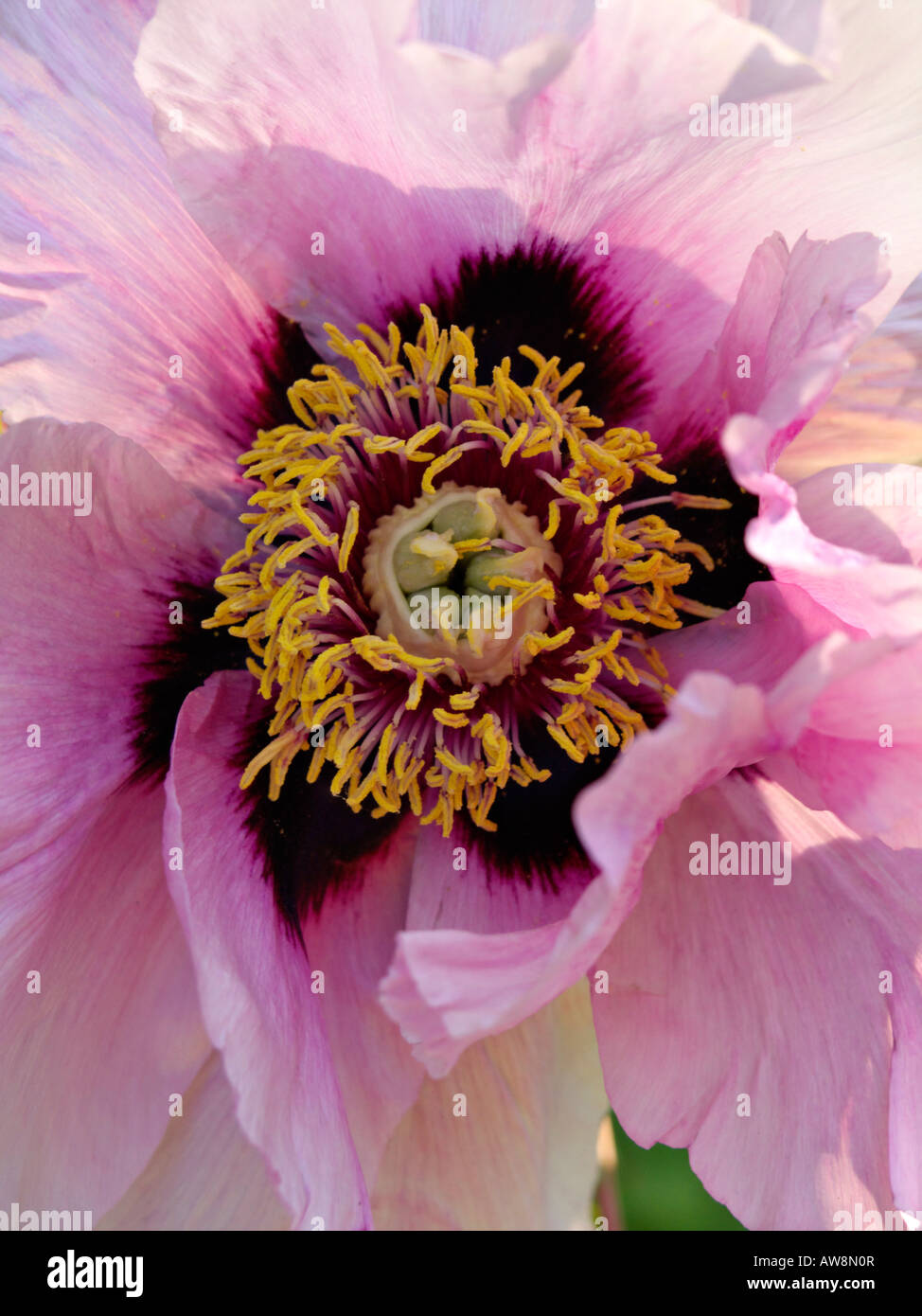 Tree peony (Paeonia rockii syn. Paeonia suffruticosa subsp. rockii) Stock Photo