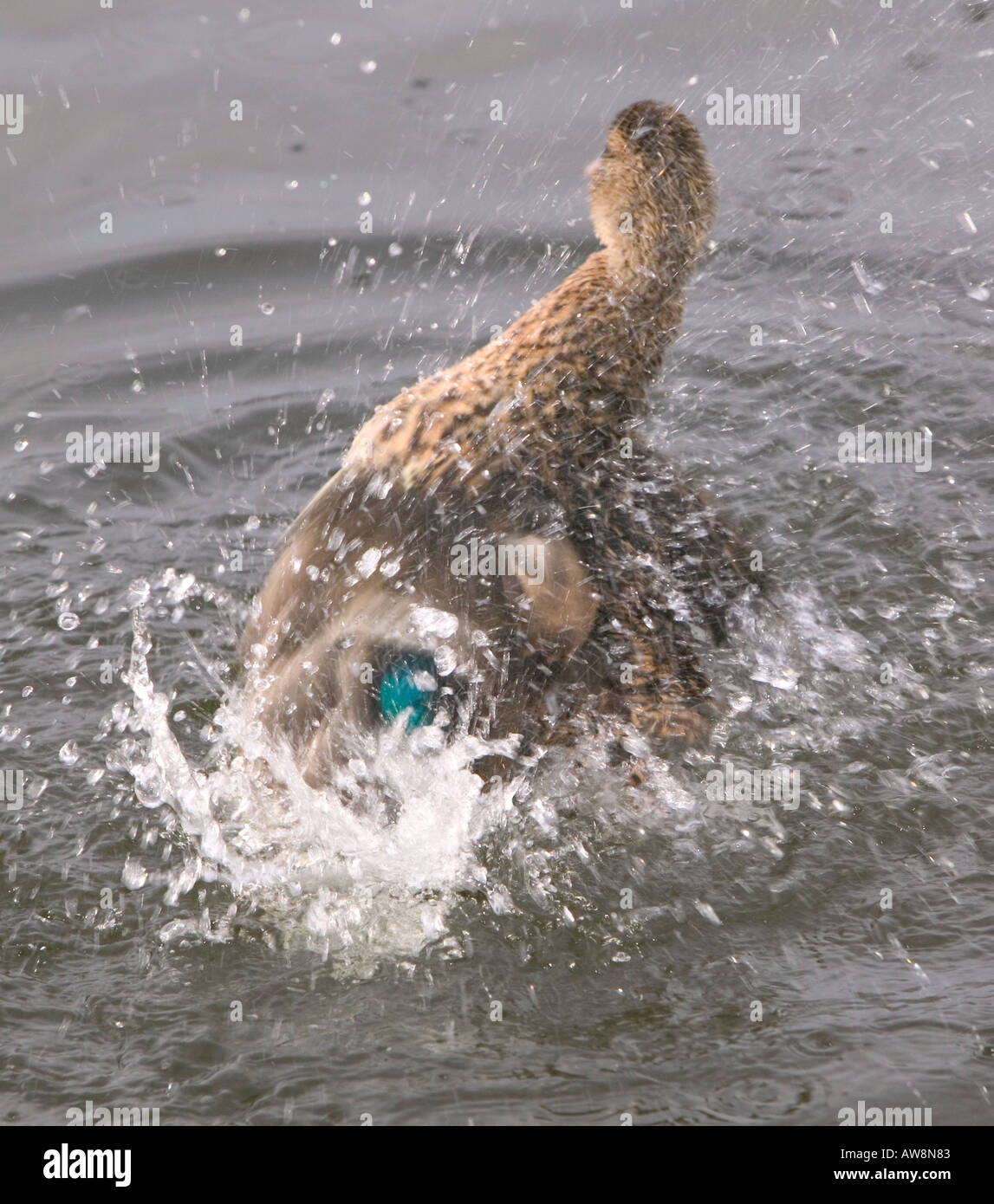 Mallard duck washing feathers hi-res stock photography and images - Alamy