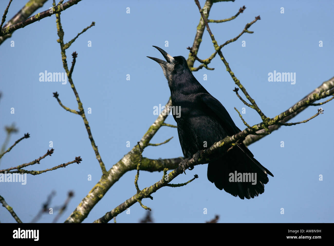 Rook Corvus frugilegus Gloucestershire winter Stock Photo