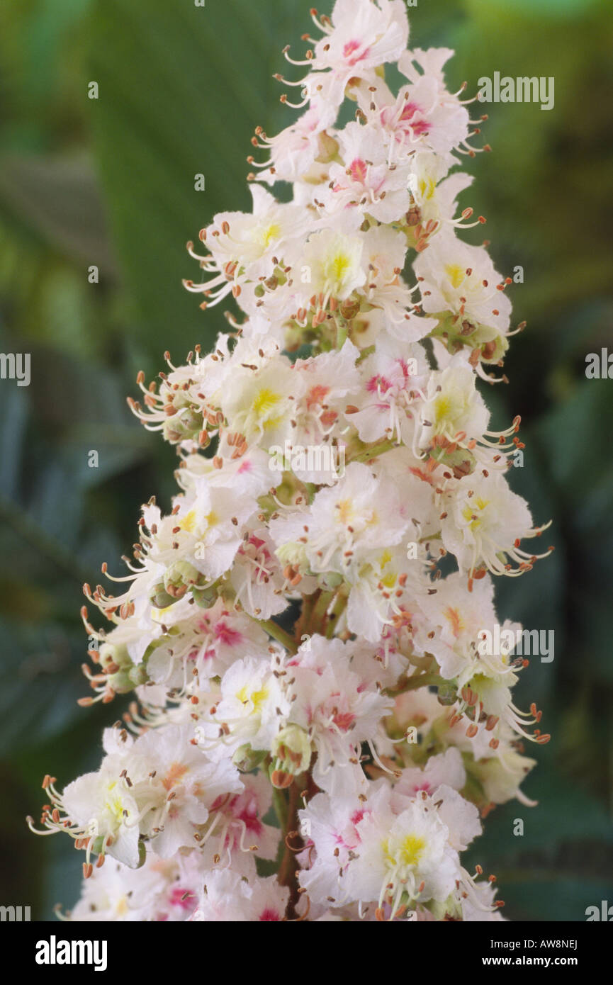 Aesculus hippocastanum. AGM (Horse chestnut) Close up of flower panicle. Stock Photo