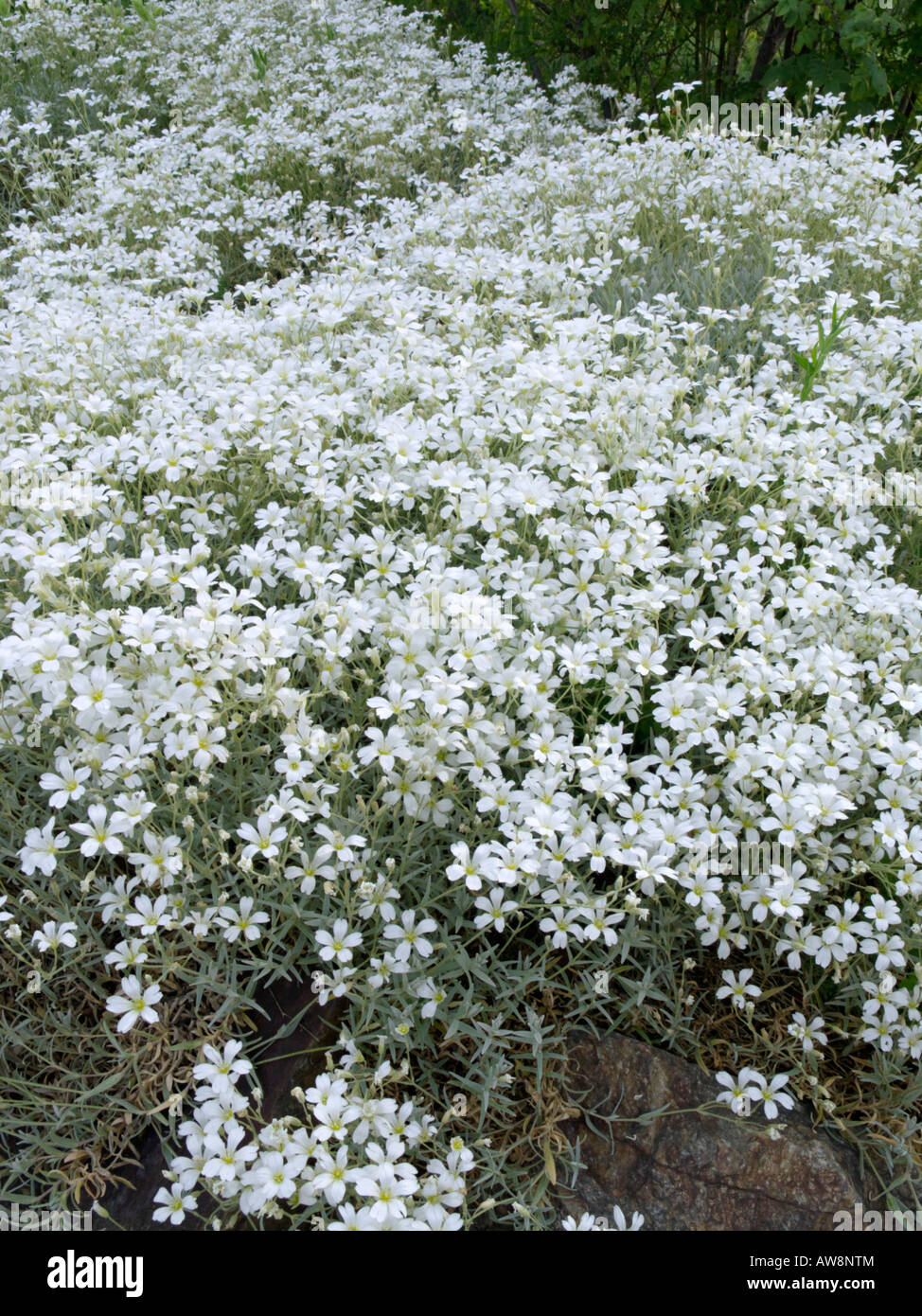 Boreal chickweed (Cerastium biebersteinii Stock Photo - Alamy