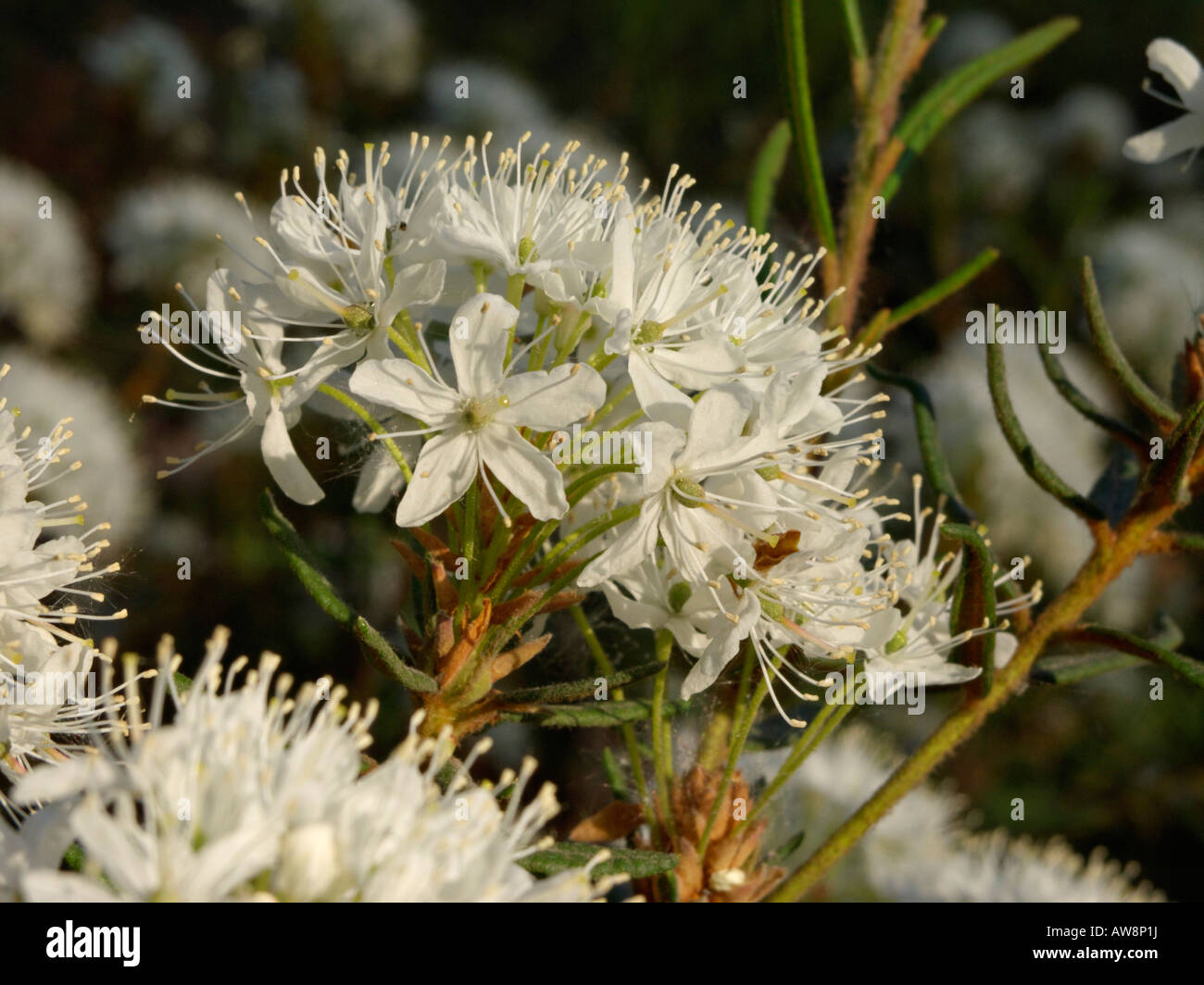 Marsh Labrador tea (Ledum palustre syn. Rhododendron tomentosum) Stock Photo