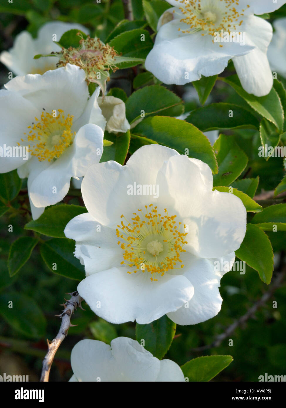 Rosa laevigata hires stock photography and images Alamy