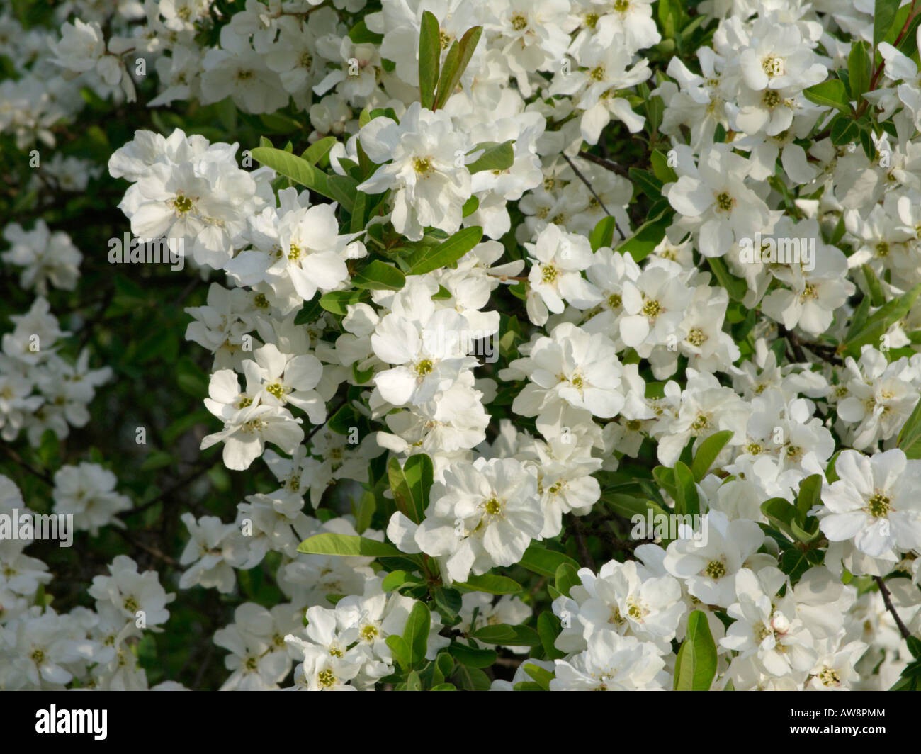 Turkestan pearl bush (Exochorda korolkowii) Stock Photo